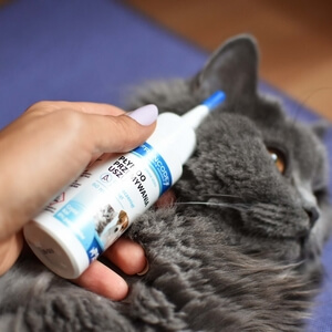 czyszczenie uszu kota