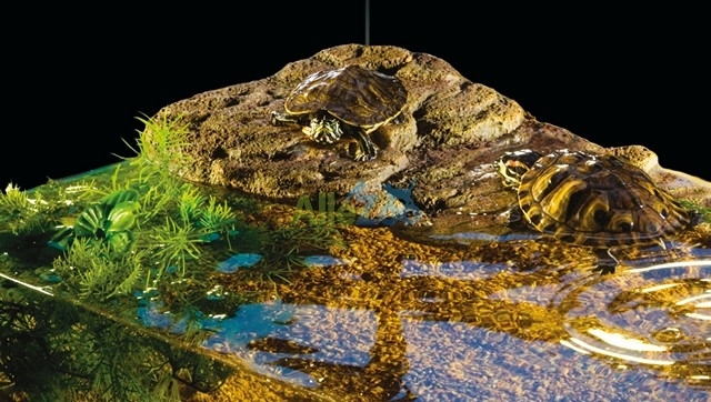 EXO TERRA Wyspa dla żółwii MAŁA z magnesem