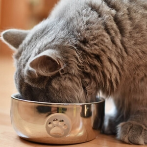 Bozita karma sucha dla kotów
