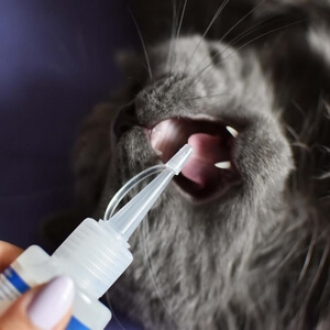 czyszczenie zębów u kota