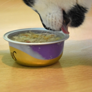 karma mokra dla otyłych kotów