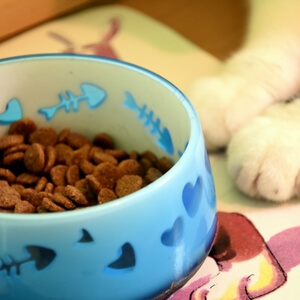 podstawka na miski dla kotów