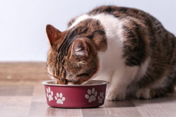 Ile razy dziennie karmić kota? Sprawdź, ile karmy podawać kotu