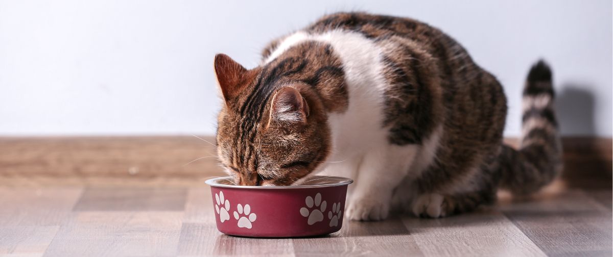 Ile razy dziennie karmić kota? Sprawdź, ile karmy podawać kotu