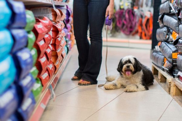 Ile kosztuje żywienie i utrzymanie psa? Miesięczne wydatki