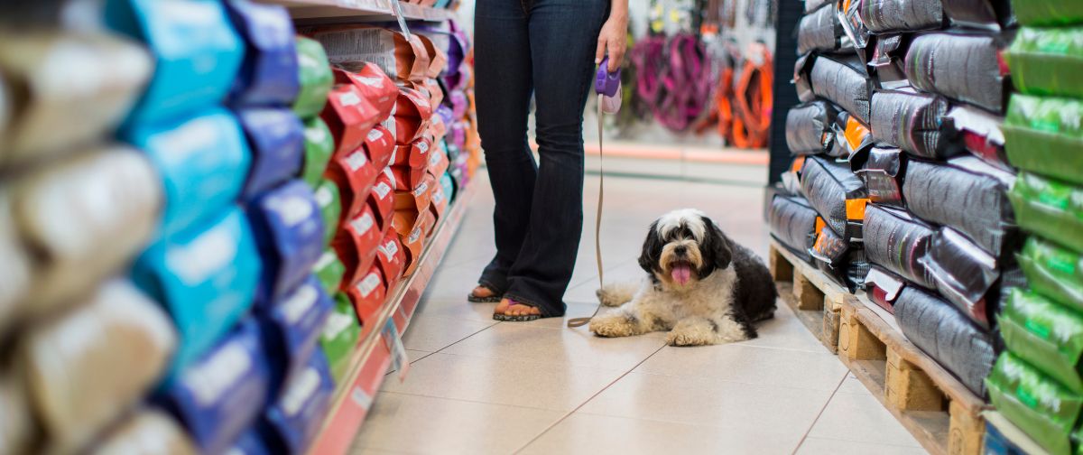Ile kosztuje żywienie i utrzymanie psa? Miesięczne wydatki