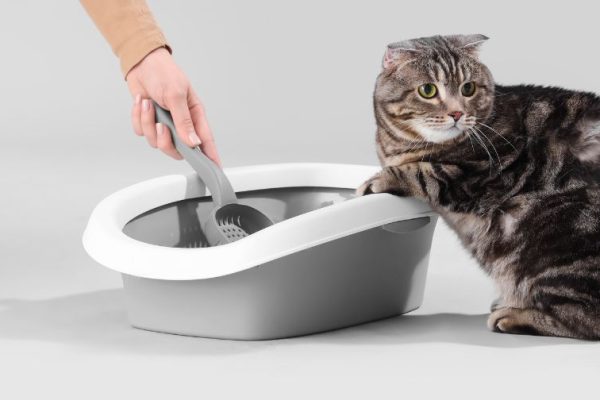 Najlepszy żwirek dla kota – jak wybrać?