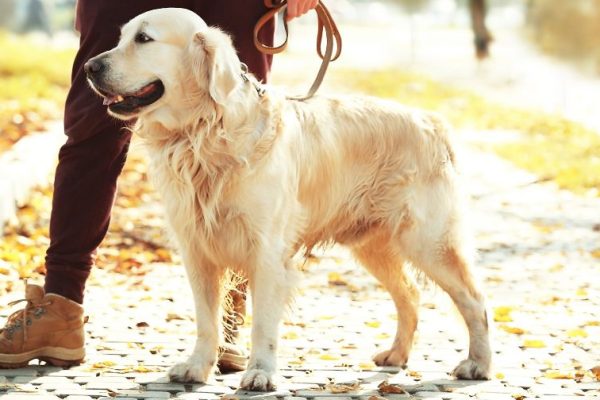Jak nauczyć psa chodzenia przy nodze?
