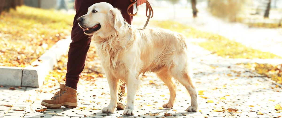 Jak nauczyć psa chodzenia przy nodze?