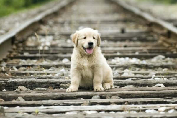 Labrador – co trzeba wiedzieć?