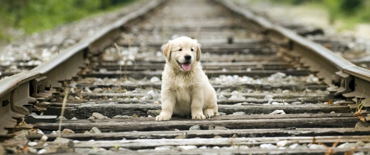 Labrador – co trzeba wiedzieć?