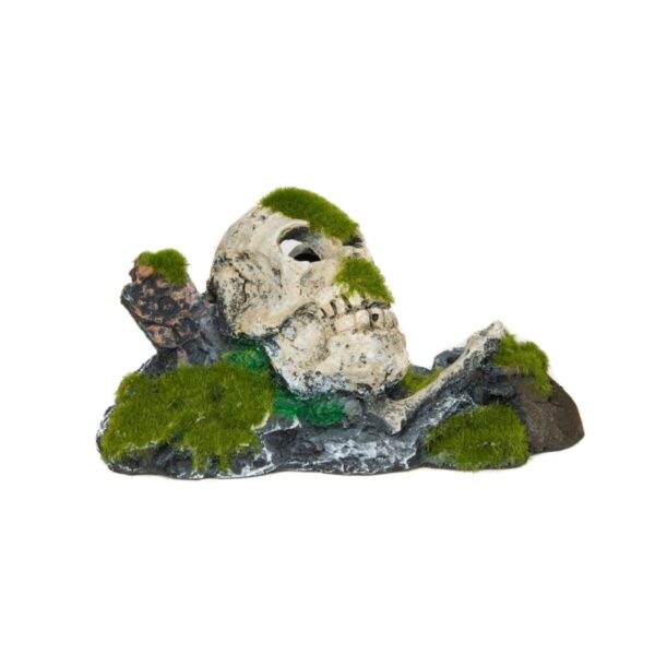 AQUA HABITAT Czaszka z mchem