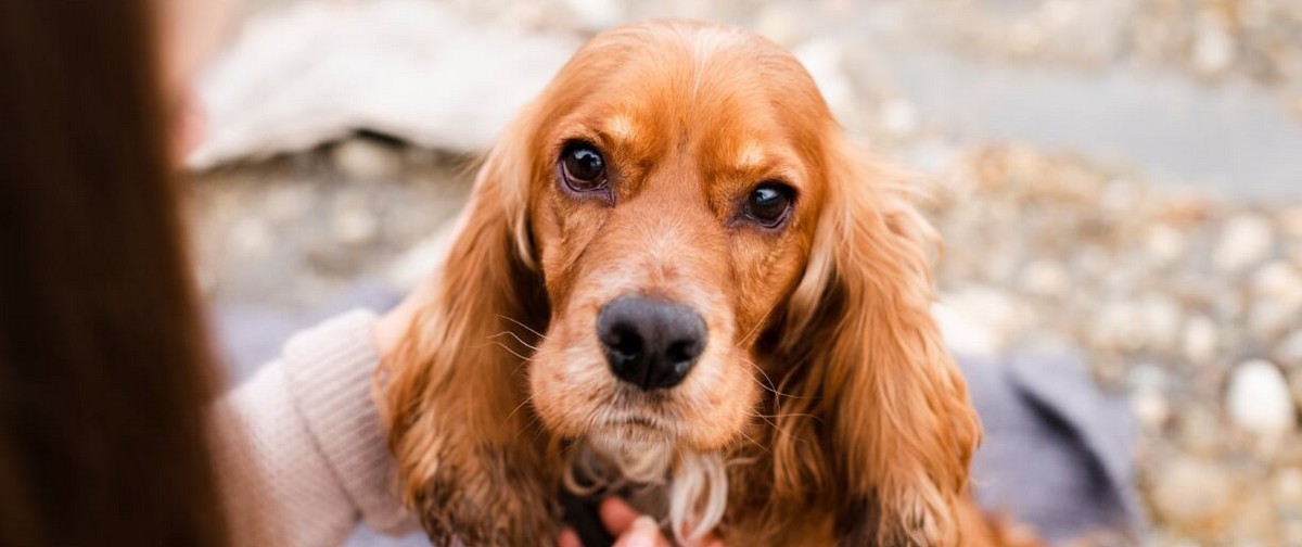 Wszystko o Cocker Spaniel