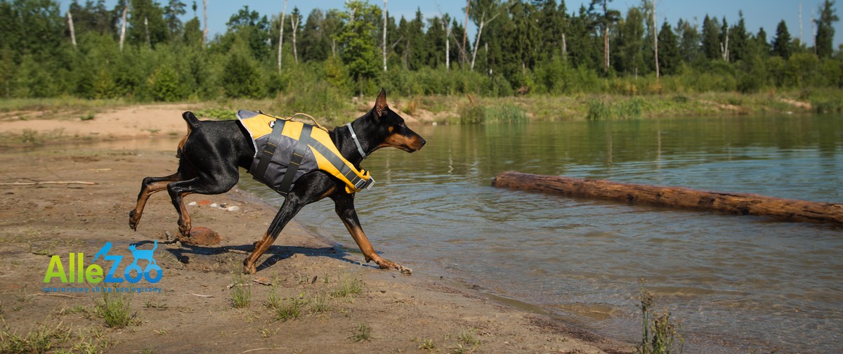Doberman – wszystko o nim