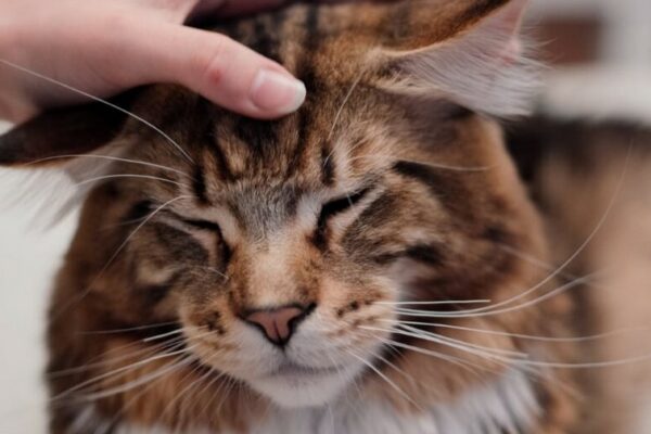 Maine coon duży i piękny kot