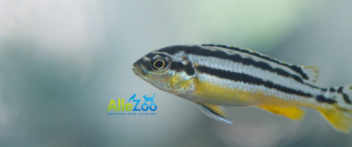 Danio perłowy, danio pręgowany